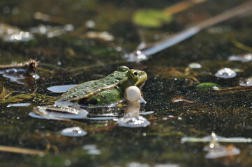 Green frog mating in the wetlands. Spring and reproduction of amphibians.