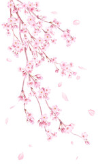 春の花：枝垂れ桜の花と散る花びらの水彩イラスト。