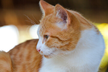 cat looking at camera. Cute domestic animal.