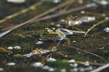 Green frog mating in the wetlands. Spring and reproduction of amphibians.