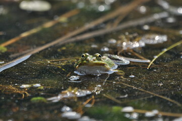 Green frog mating in the wetlands. Spring and reproduction of amphibians.