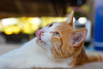 cat looking at camera. Cute domestic animal.