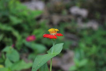 red flower in the garden