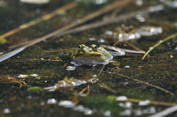 Green frog mating in the wetlands. Spring and reproduction of amphibians.