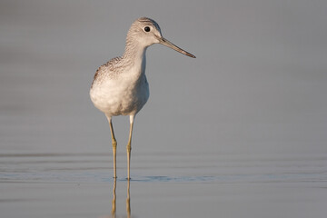 Common greenshank - tringa nebularia on the lake