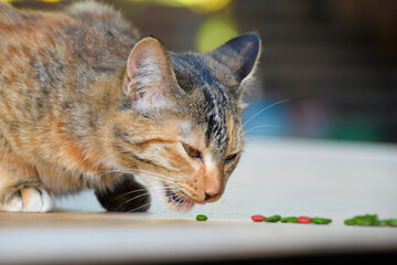 cat looking at camera. Cute domestic animal.