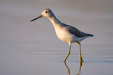 Common greenshank - tringa nebularia on the lake