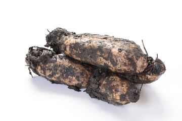 保存に最適な泥付きレンコン