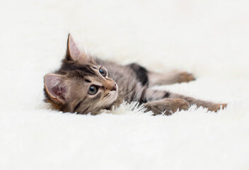 Cute striped kitten is sleeping on a white soft blanket. The cat is resting, napping on the bed. Pets sleep in a cozy house. The concept of favorite pets