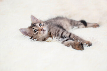 Cute striped kitten is sleeping on a white soft blanket. The cat is resting, napping on the bed. Pets sleep in a cozy house. The concept of favorite pets