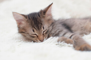 Fototapeta premium Cute striped kitten is sleeping on a white soft blanket. The cat is resting, napping on the bed. Pets sleep in a cozy house. The concept of favorite pets