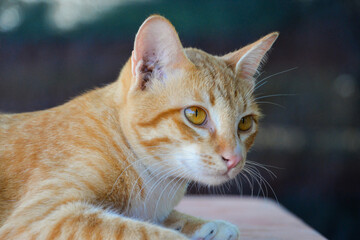 cat looking at camera. Cute domestic animal.