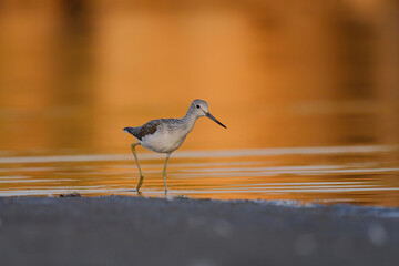 Common greenshank - tringa nebularia on the lake