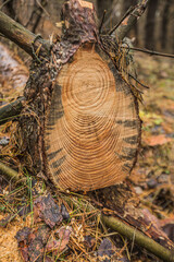 a tree trunk in an autumn pine forest