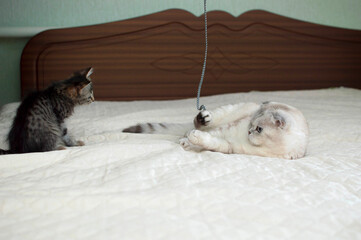 small kitten and an adult cat are lying on the bed, playing and fighting. Two playful kittens play together on a white blanket. Healthy adorable pets and cats.