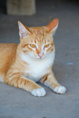 cat looking at camera. Cute domestic animal.