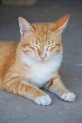 cat looking at camera. Cute domestic animal.