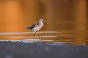 Common greenshank - tringa nebularia on the lake