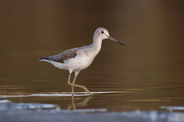 Common greenshank - tringa nebularia on the lake