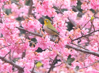 河津桜とメジロ

