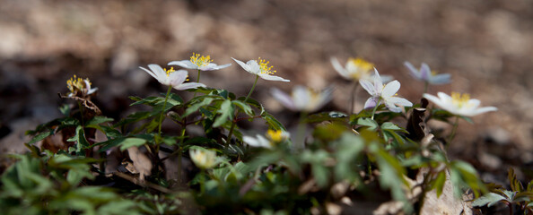 Woodland anemone - Anemone nemorosa-  white and yellow blooming  rare wild flowers.
