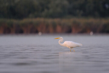 Great egret in the water