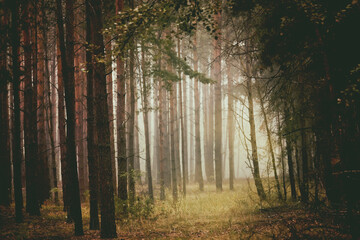 Coniferous dense forest in the fog. Selective focus.