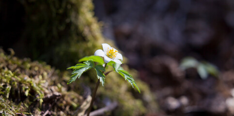 Woodland anemone - Anemone nemorosa-  white and yellow blooming  rare wild flowers.