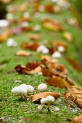 Mushroom details and closeups  in European Beech forest in fall