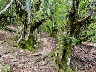 Mystic oak forest at Col de Vizzavona. Corsica, France.
