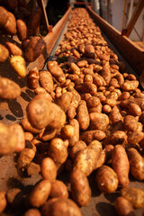 Factory interior. Potato production. Factory equipment, product manufacturing process. Modern factory.