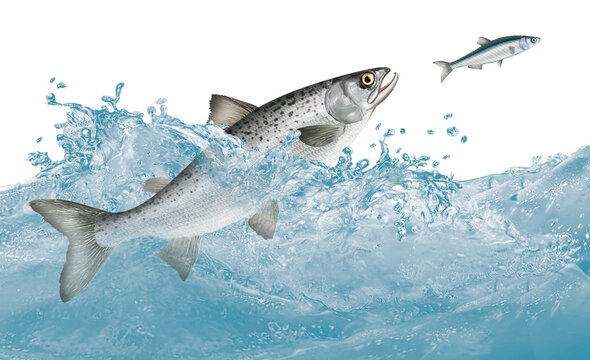 781 Best Dessin Poisson Images Stock Photos Vectors Adobe Stock