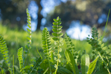Astragalus growing in winter meadows of dehesa forest
