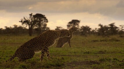 cheetahs in serengeti national park