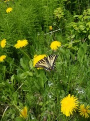 butterfly on a flower