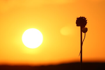 silhouette of a plant during sunset