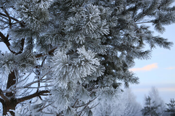 Beautiful pine branches covered with frost in the evening
