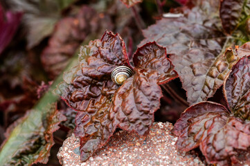 Heuchera americana Palace Purple