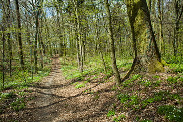 Obraz premium Ficaria verna - lesser celandine or pilewort, Anemone nemorosa - white and yellow blooming woodland anemone - wild flowers in the early sunny spring forest landscape.