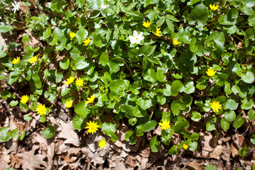 Ficaria verna - lesser celandine or pilewort, Anemone nemorosa -  white and yellow blooming woodland anemone - wild flowers in the early sunny spring forest landscape.