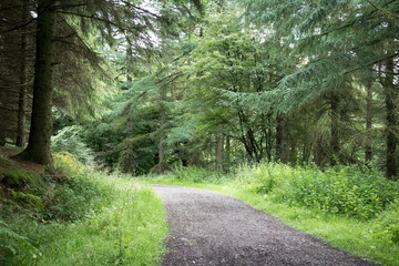 Empty gravel pathway through a woodland forest