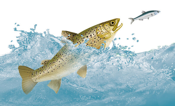 poisson, truite , eau, animal, isol&eacute;, mer, or, aquarium, p&ecirc;che, blanc, vecteur, nature, illustration, oc&eacute;an, animal de compagnie, orange, ailette, sous-marin, dessin anim&eacute;, bleu, tropical, aquatique, 