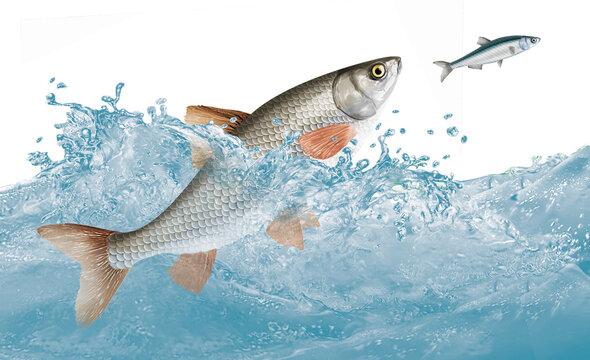 poisson, vandoise , eau, animal, isol&eacute;, mer, or, aquarium, p&ecirc;che, blanc, vecteur, nature, illustration, oc&eacute;an, animal de compagnie, orange, ailette, sous-marin, dessin anim&eacute;, bleu, tropical, aquatique