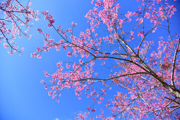 pink sakura blossom, beautiful pink flowers or king tiger tree or Thai cherry blossom, and Wild Himalayan Cherry. Beautiful pink sakura Flower at phu lom lo Loei, Thailand.