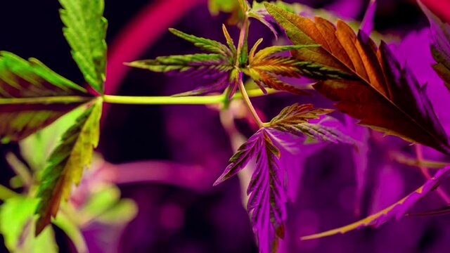 Timelapse growing hemp. Cannabis in the garden in neon light. Cultivation of drugs for medical purposes. A bush in a flower pot. CBD production, the creation of marijuana