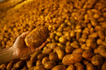 Factory interior. Potato production. Factory equipment, product manufacturing process. Modern factory.