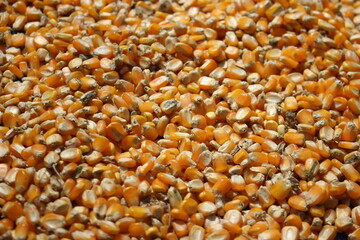 close up corn seeds background