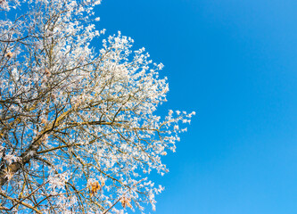 Blue sky background in winter with beautiful frozen branches in white