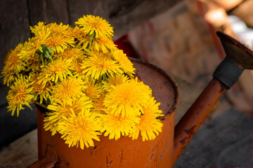 A bouquet of bright yellow dandelions close-up in an old watering can on a dark background. Authentic composition with spring flowers.