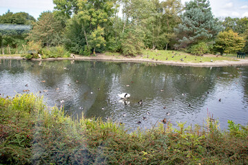 Lake in the park